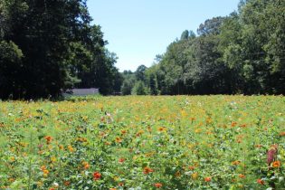 peaceful meadow