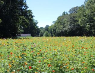 peaceful meadow