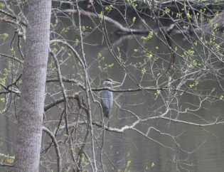 great blue focus